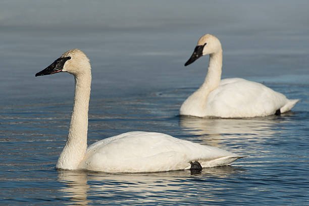 istock Pair of Trumpeter Swans 178178438