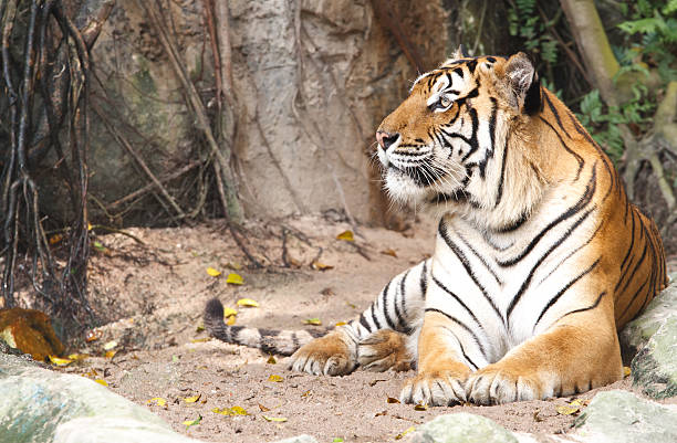 istock Portrait of Bengal tiger 178178660