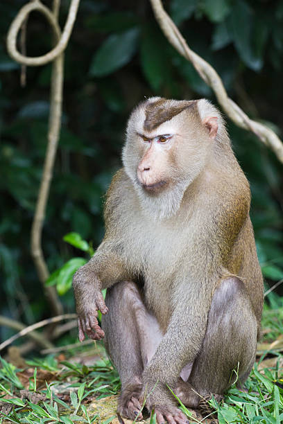 istock Pig-tailed macaque at Khao Yai national park 178178802