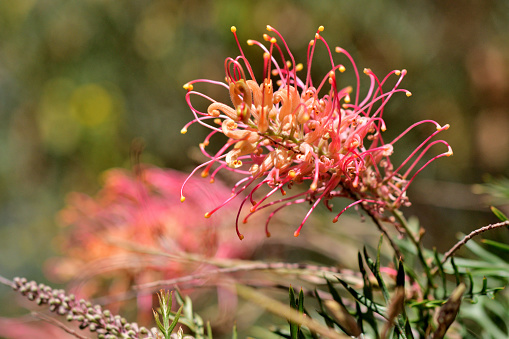 Curlycup Gumweed, Grindelia squarrosa, showing the gummy white sap protecting the as yet unopened flower.  - See lightbox for more