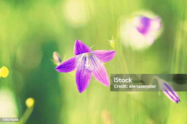 Campanula - Fotografie stock e altre immagini di Ambientazione tranquilla - Ambientazione tranquilla, Blu, Bocciolo