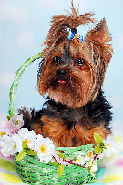 istock lovely Yorkshire dog sitting in the basket 178179708