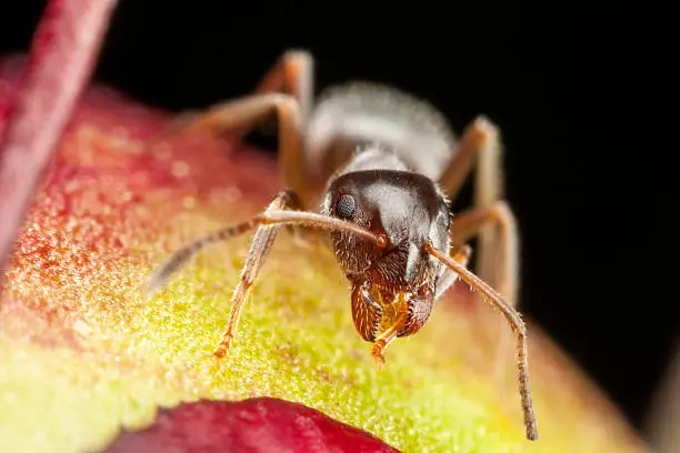 Closeup of a pharaoh ant on peony