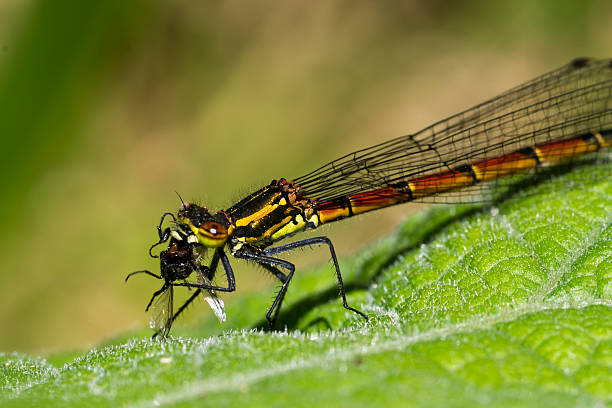 Common red damselfly eating prey stock photo
