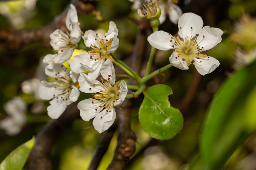Close-up of white blossom tree flowers from a pear tree in spring