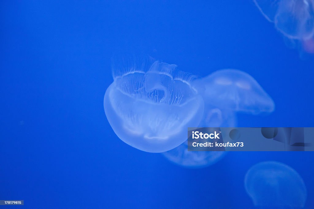Medusas - Lizenzfrei Form Stock-Foto