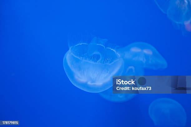 Medusas Foto de stock y más banco de imágenes de Animal - Animal, Fauna silvestre, Forma