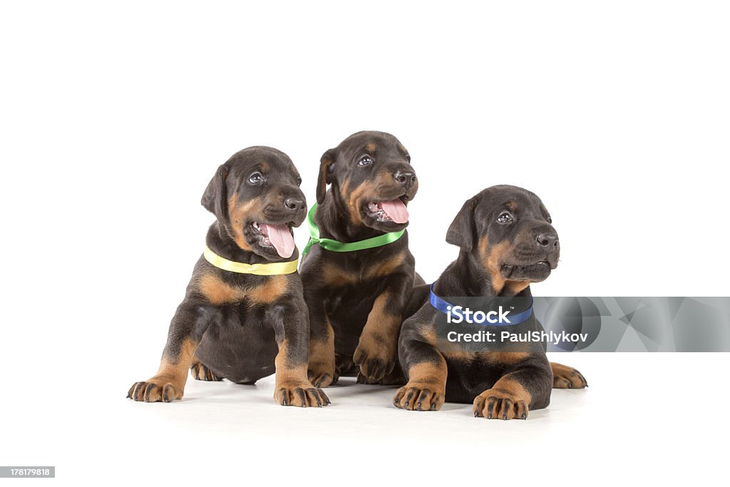 Grupo de dobermann puppies - Foto de stock de Alerta libre de derechos