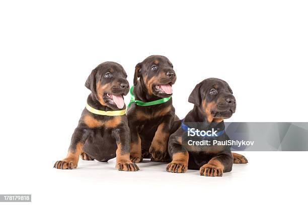 Grupo De Dobermann Puppies Foto de stock y más banco de imágenes de Alerta - Alerta, Animal, Cachorro - Perro