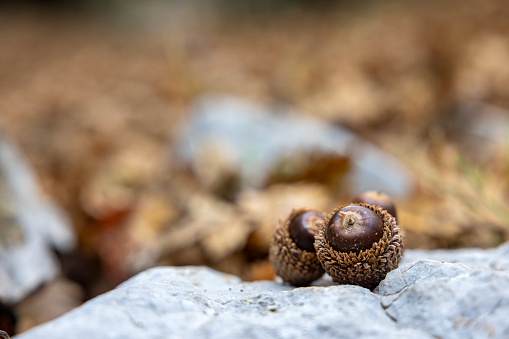 Acorns on the rock in the forest
