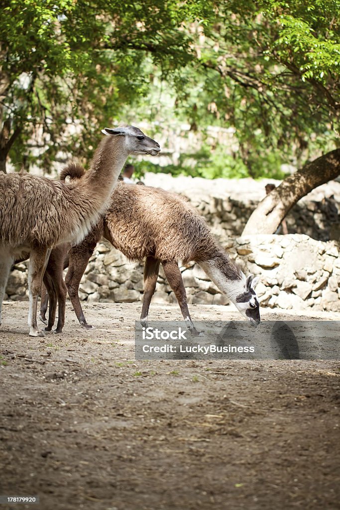 Dos lamas - Foto de stock de Aire libre libre de derechos