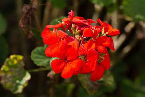 red geranium flowers during spring time