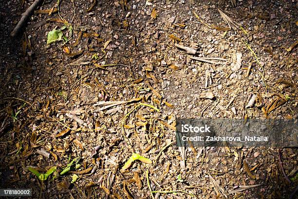 Foto de Floresta De Textura De Piso E Pilha De Casca Marrom Outono e mais fotos de stock de Abstrato