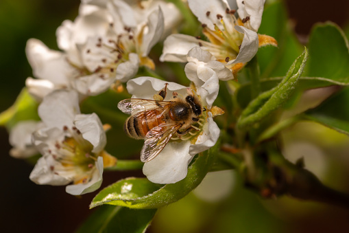 honeybee on a pear flower on a pear tree during spring in Adelaide, South Australia