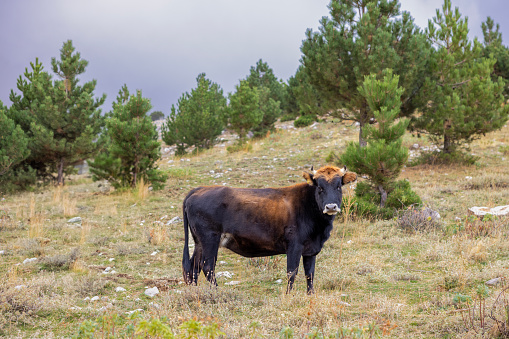 a black cow looking at the camera