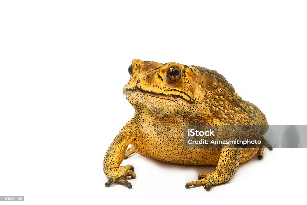 Toad isolated on white background Amphibian Stock Photo