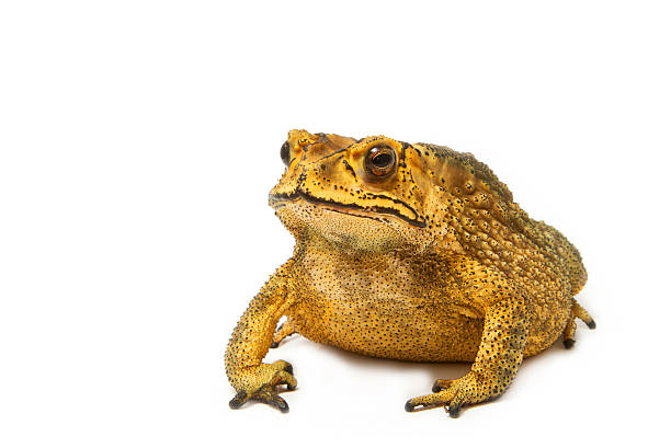 Toad isolated on white background stock photo