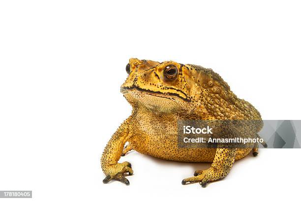 Toad Isolated On White Background Stock Photo - Download Image Now - Amphibian, Animal, Animal Wildlife