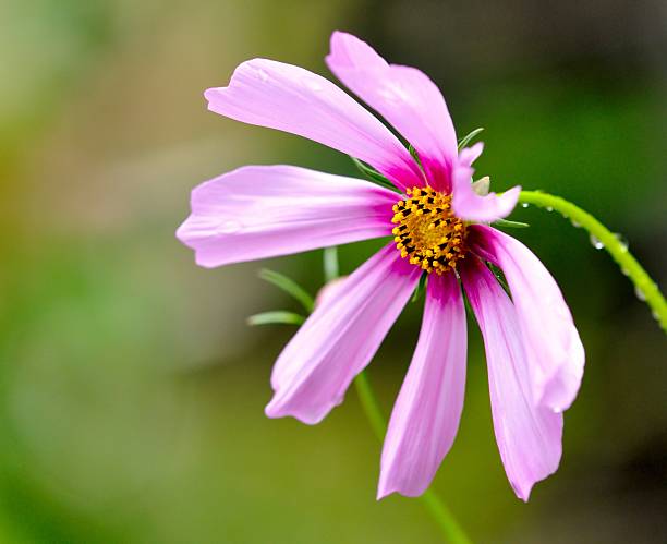 Beautiful Cosmos flowers on green background stock photo