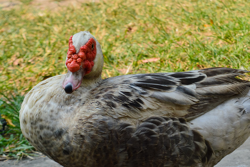 Ducks are a species of waterfowl in the Anatidae family, which are livestock. Duck meat and eggs are widely consumed by humans