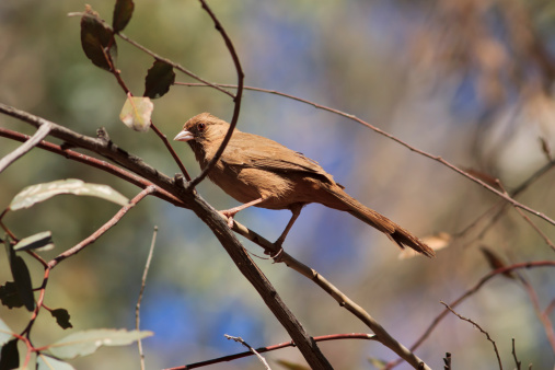 Abert's Towhee