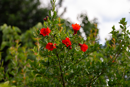 red pomegranate flowers on pomegranate trees during springtime