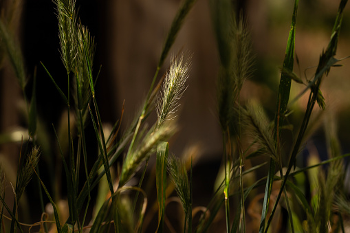Backlit grass wheat during golden hour