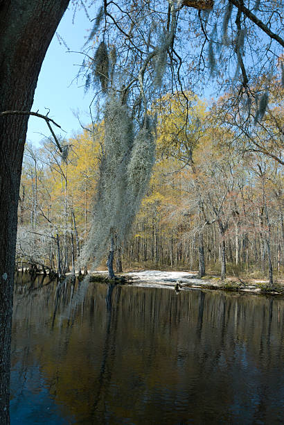 istock Early Spring at the Lumber River in Fair Bluff, NC 178181110