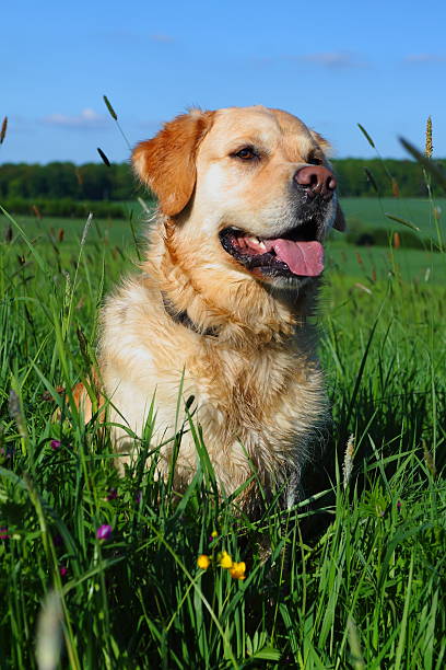 istock Golden Retriever Grassland 178181916