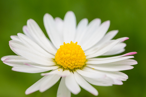 Closeup of a daisy (Bellis perennis) in the garden