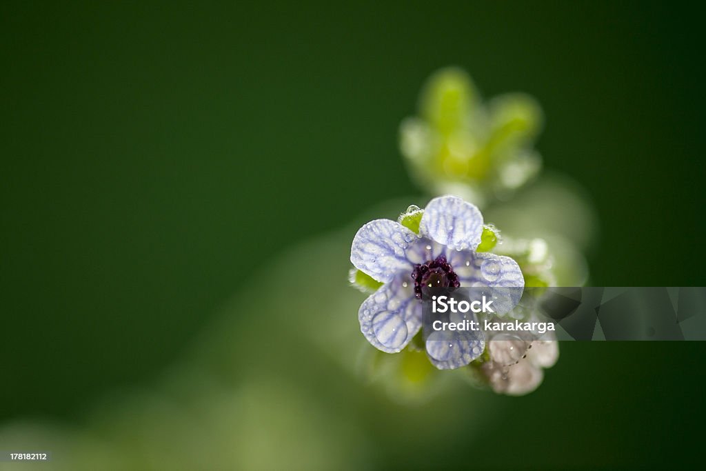 wet wild flower - Lizenzfrei Baumblüte Stock-Foto