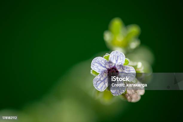 Wet Wild Flower Stockfoto und mehr Bilder von Baumblüte - Baumblüte, Bewegungsunschärfe, Biegung