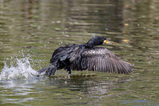 istock A great cormorant taking off on a pond 1781821237