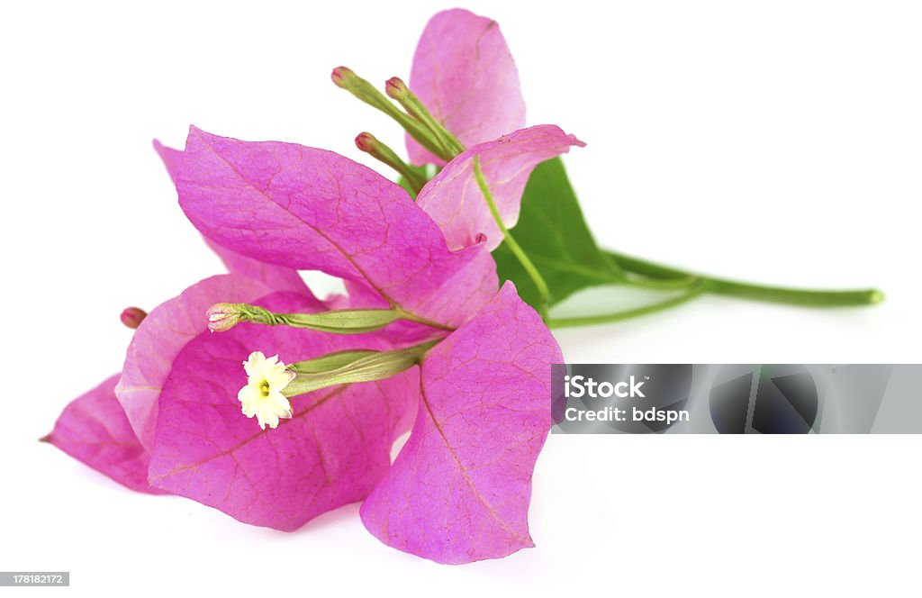 Bougainvillea Bougainvillea over white background Beauty Stock Photo