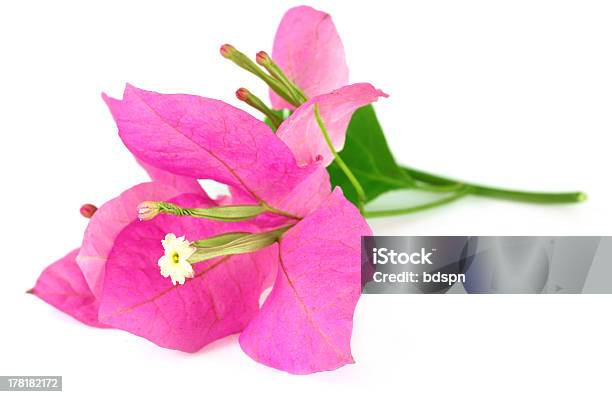 Bougainvillea Stock Photo - Download Image Now - Beauty, Beauty In Nature, Blossom