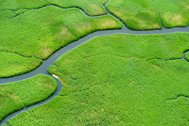 istock Marshes in wetlands 178182252