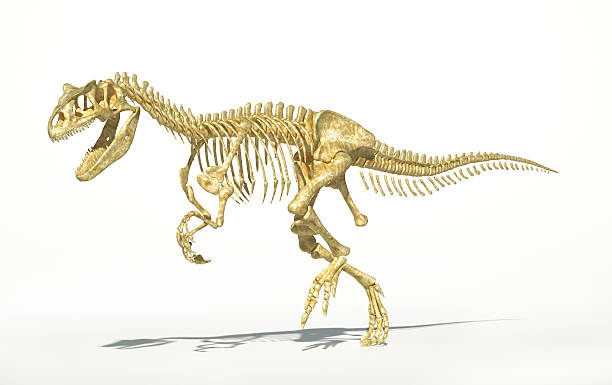 istock Allosaurus skeleton photo-realistic, scientifically correct. 178182529