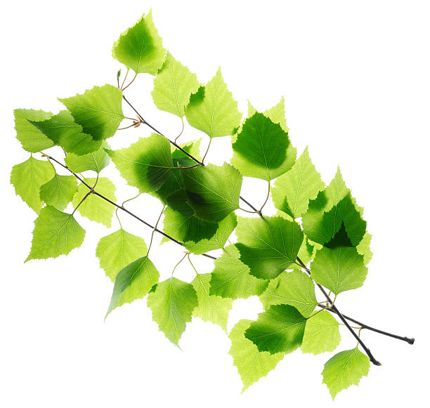 istock Birch twigs with green leaves 178183007