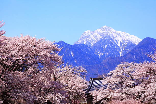 Cherry tree and snow mountain Cherry tree and Mt. Kaikomagatake, Yamanashi, Japan akaishi mountains stock pictures, royalty-free photos & images