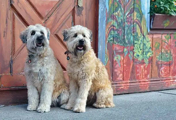 A pair of lovely Wheaten Terriers sitting in front of a painted wall