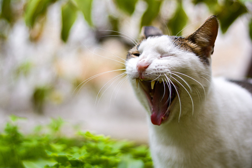 Portrait of an adult stray cat yawning and sitting in the garden