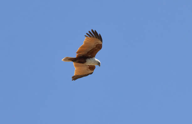 istock Brahminy kite also known as red-backed sea-eagle seen in flight in natural native habitat, eastern Australia 1781841623