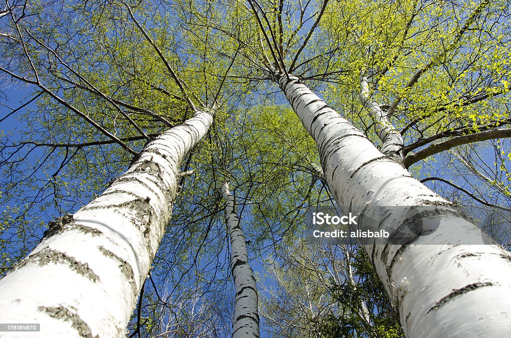 spring time birch tree with fresh leaves spring time birch tree trunks with fresh green leaves Birch Tree Stock Photo