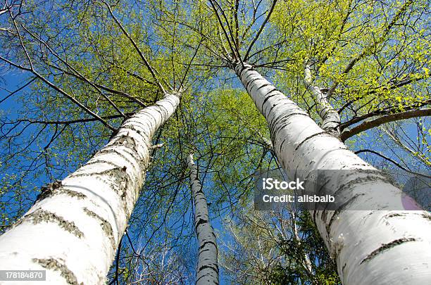 Spring Time Birch Tree With Fresh Leaves Stock Photo - Download Image Now - Birch Tree, Blue, Branch - Plant Part