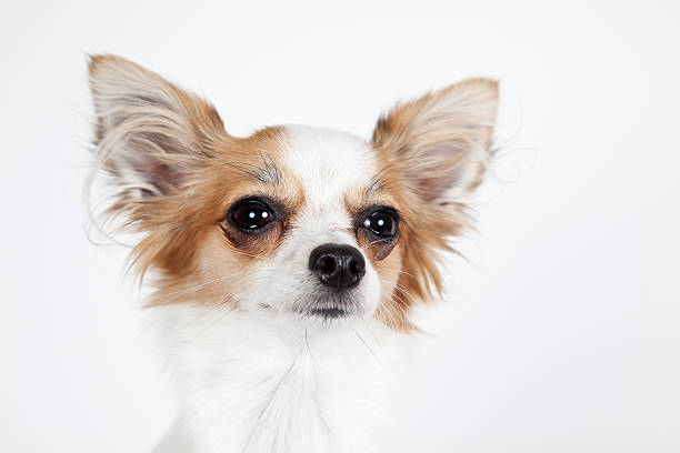 istock Longhaired miniature chihuahua closeup isolated on white 178185067