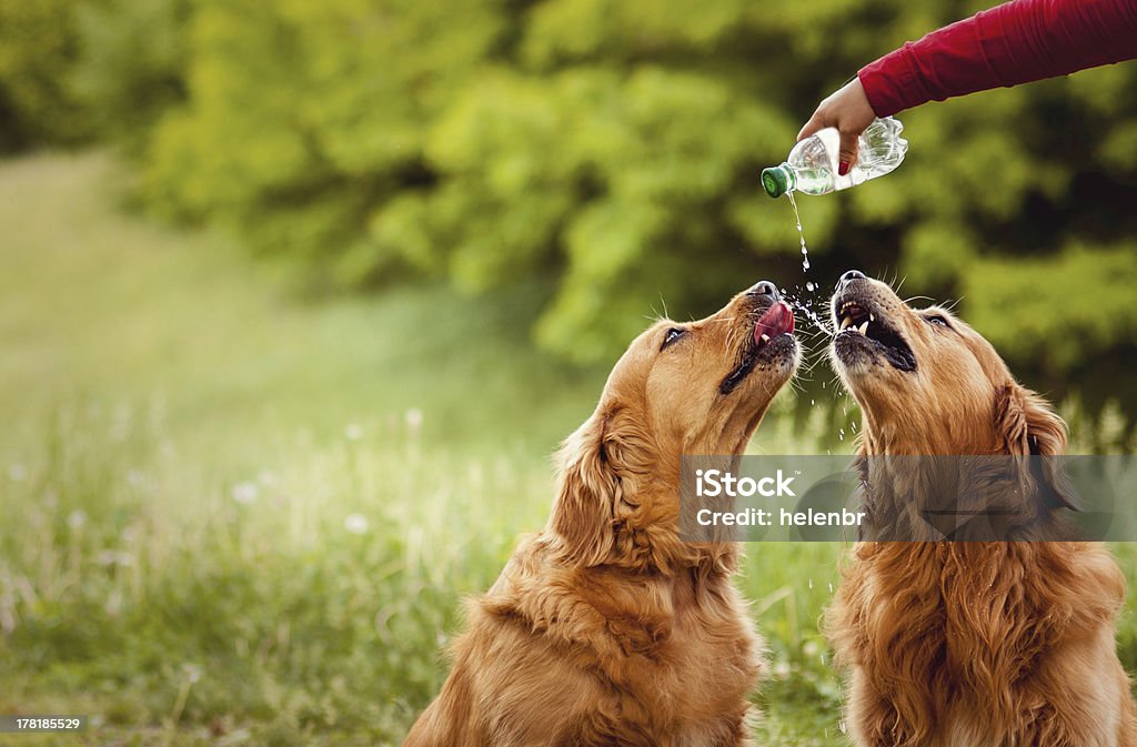 Two dogs drink water Two dogs drinking water in the nature of platikovoy bottles Dog Stock Photo