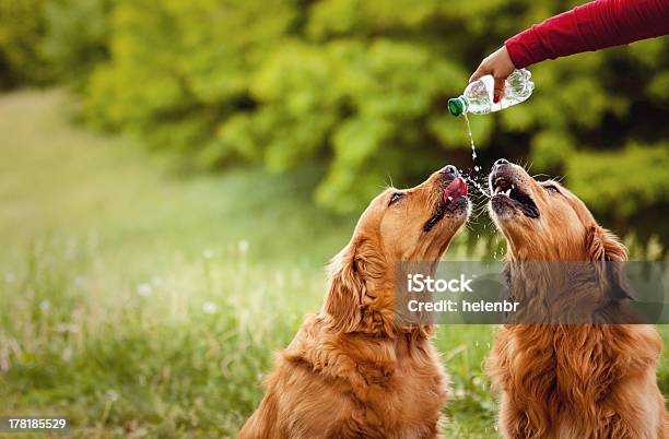 Two Dogs Drink Water Stock Photo - Download Image Now - Dog, Drinking Water, Water