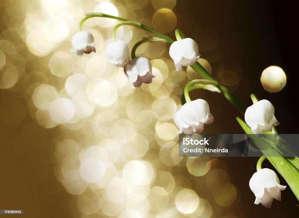 Lily of the valley Lily of the valley - close up Backgrounds Stock Photo