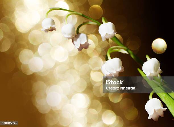 Lily Of The Valley Stock Photo - Download Image Now - Backgrounds, Botany, Close-up