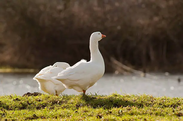 A pair of white geese at a river bank foraging in the grass